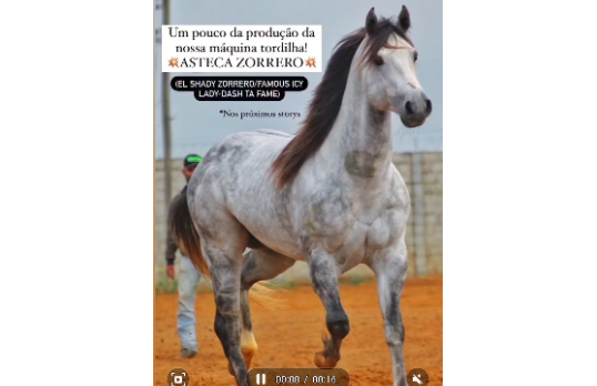 ASTECA ZORRERO